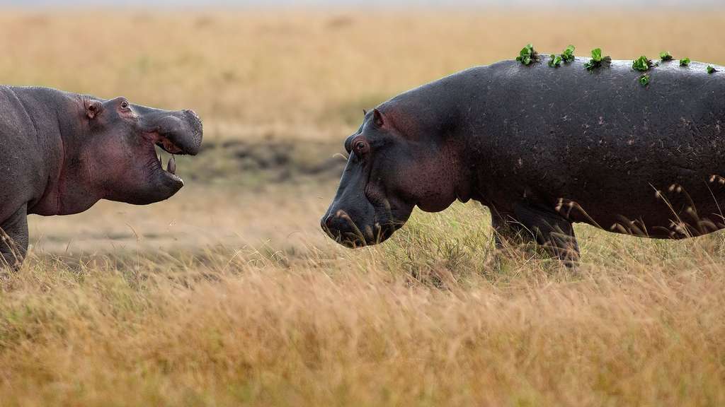 Photo L Hippopotame Un Animal Dangereux Pour L Homme