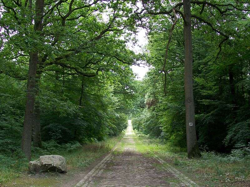 Dans la forêt de L'Isle-Adam, la route Capitaine au carrefour Capitaine. © P. Poschadel, cc by sa 3.0