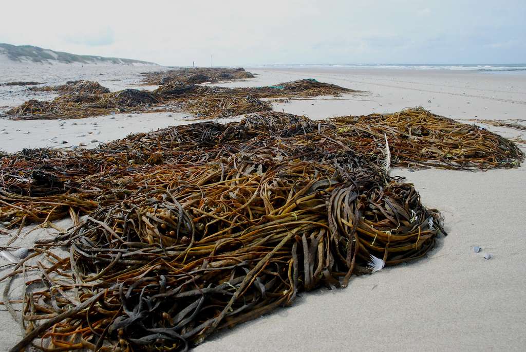 Le haricot de mer, une algue alimentaire bien de chez nous Le haricot de mer, une algue alimentaire bien de chez nous