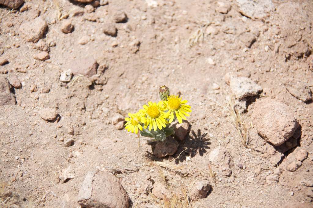 Une fleur à 3.600 mètres d’altitude Une fleur à 3.600 mètres d’altitude