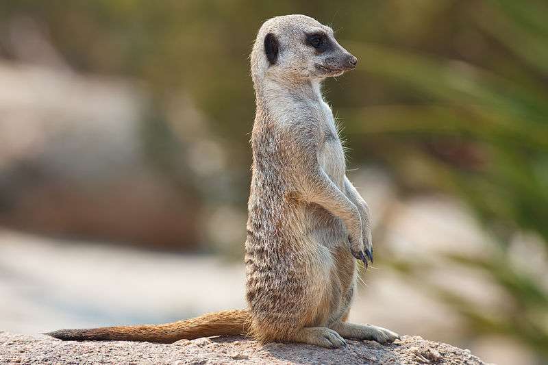 Suricate. © Fir0002, GNU FDL Version 1.2