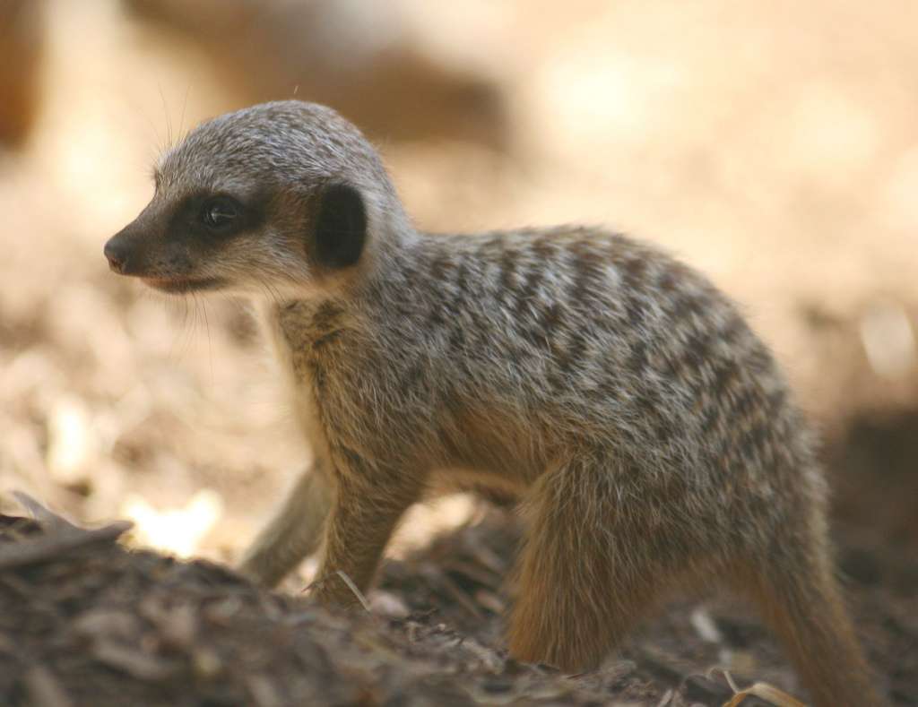 Photo Un Bebe Suricate Timon Dans Sa Jeunesse