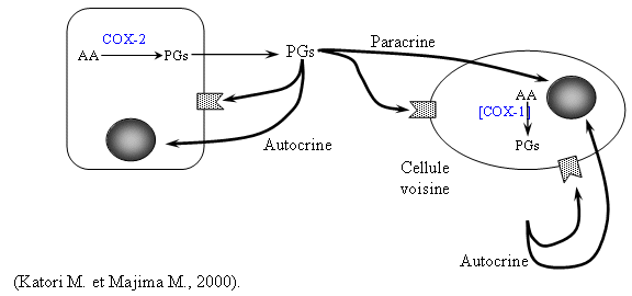 Fig. 42 : Schéma montrant les prostanoïdes comme médiateurs biologiques