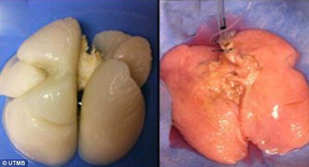 Sur cette image on peut observer le poumon avant (à gauche) puis après (à droite) avoir été reconstruit. © University of Texas Medical Branch