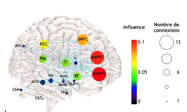 Modèle anatomique et fonctionnel du réseau du « mode par défaut » (2019). Chaque gommette, par sa taille et sa couleur, indique l’importance de cette région dans le réseau en mode par défaut. VMPFC : cortex préfrontal ventromédian ; AMPFC : cortex préfrontal antérieur médian ; DPFC : cortex préfrontal dorsal ; PCC : cortex cingulaire postérieur ; PPC : cortex pariétal postérieur ; C : noyau caudé ; Rsp : cortex rétrospénial ; T : thalamus ; BF : cerveau antérieur basal ; VLPFC : cortex préfrontal ventro-médian ; Amy : amygdale ; MidB : mésencéphale ; PH : région parahippocampique ; MTG : gyrus temporal ; TP : pôle temporal ; CbH : hémisphère cérébelleux (cervelet) ; CbT : tonsil cérébelleux. © Modèle cérébral de Schotten, CC by-sa 4.0
