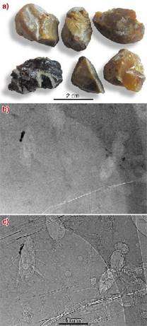En haut (a), des pièces d'ambre opaque. Les deux images montrent des microradiographies par simple imagerie d'absorption (b) et par contraste de phase (c). La seconde révèle, à droite et à gauche, les silhouettes de deux insectes.© M. Lak, P. Tafforeau, D. Néraudeau (ESRF Grenoble et UMR CNRS 6118 Rennes)