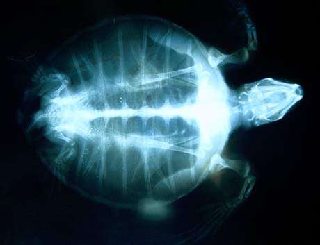 Cliché radiographique de tortue verte (Chelonia mydas). Cette technique est notamment utilisée pour localiser des corps étrangers ou des poches d'air qui empêchent l'animal de plonger. © Alexis Rosenfeld - Reproduction interdite