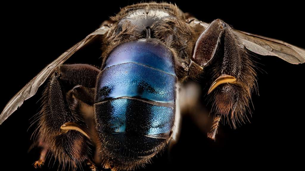 Ctenoplectra, une abeille de Thaïlande Ctenoplectra, une abeille de Thaïlande