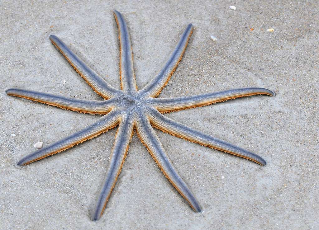 L'autre étoile de mer à neuf bras L'autre étoile de mer à neuf bras