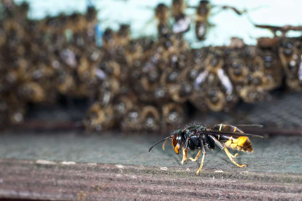 The Asian hornet, a real threat to the ecosystem.  © DanelSolabarrieta, Flickr