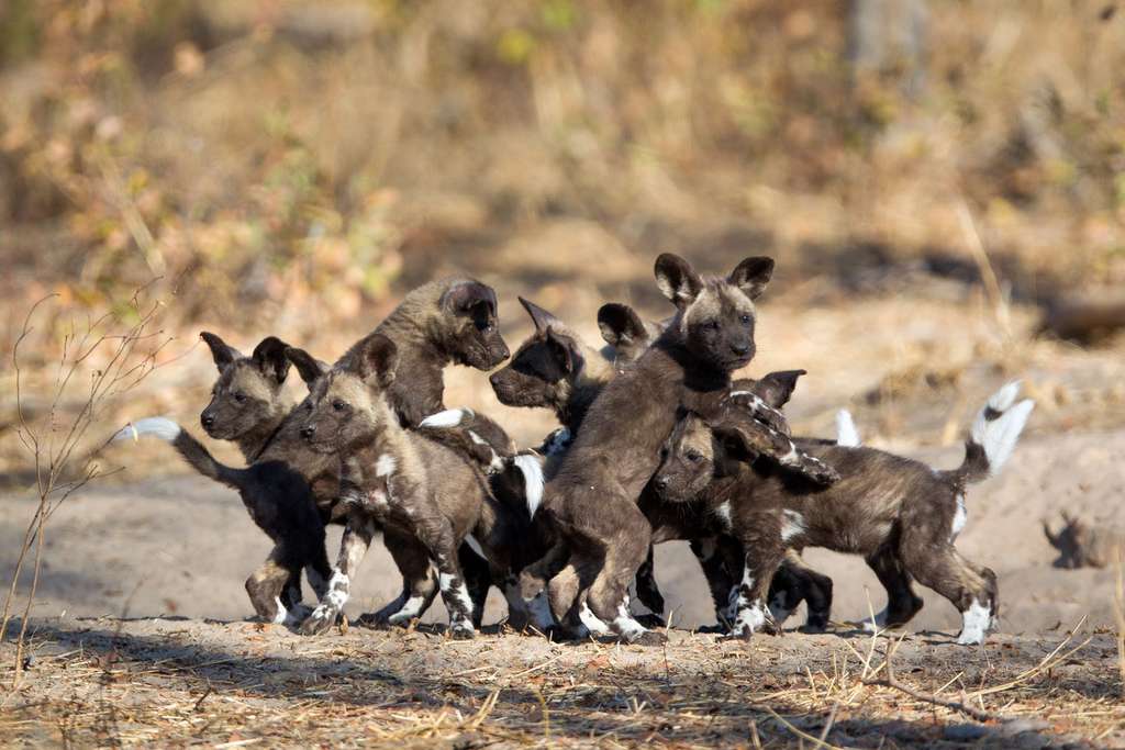 Le chiot lycaon, un grand joueur Le chiot lycaon, un grand joueur