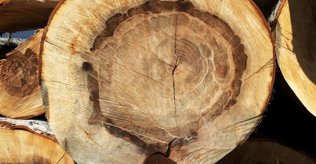 L'intérieur d'un arbre. © SKas, Wikimedia commons, CC by-sa 4.0