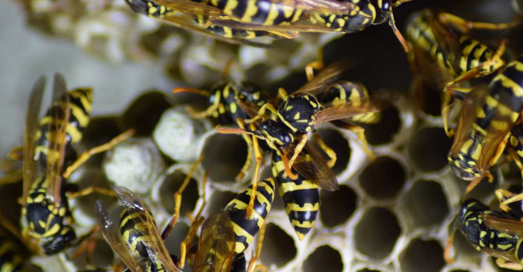 Se Débarrasser Nid De Guepes - Que Faire En Presence D Un Nid De Guepes : Maybe you would like to learn more about one of these?