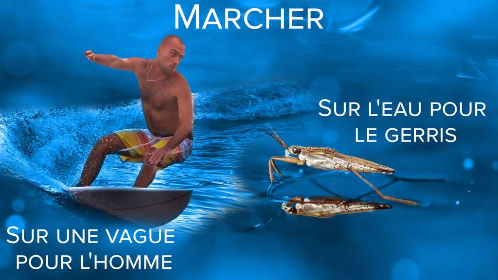 Les gerris, ces insectes qui marchent sur l'eau Les gerris, ces insectes qui marchent sur l'eau