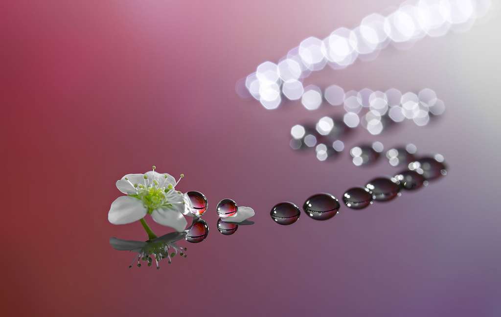 Une fleur qui laisse son empreinte Une fleur qui laisse son empreinte