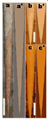 Comparaison entre les formes de stalactite observées et calculées. Trois exemples réels (a à c) et la forme calculée correspondante (a' à c'). Pour chaque image, la barre blanche représente 10 cm. © Phys. Rev. Lett. Comparaison entre les formes de stalactite observées et calculées. Trois exemples réels (a à c) et la forme calculée correspondante (a' à c'). Pour chaque image, la barre blanche représente 10 cm. © Phys. Rev. Lett.
