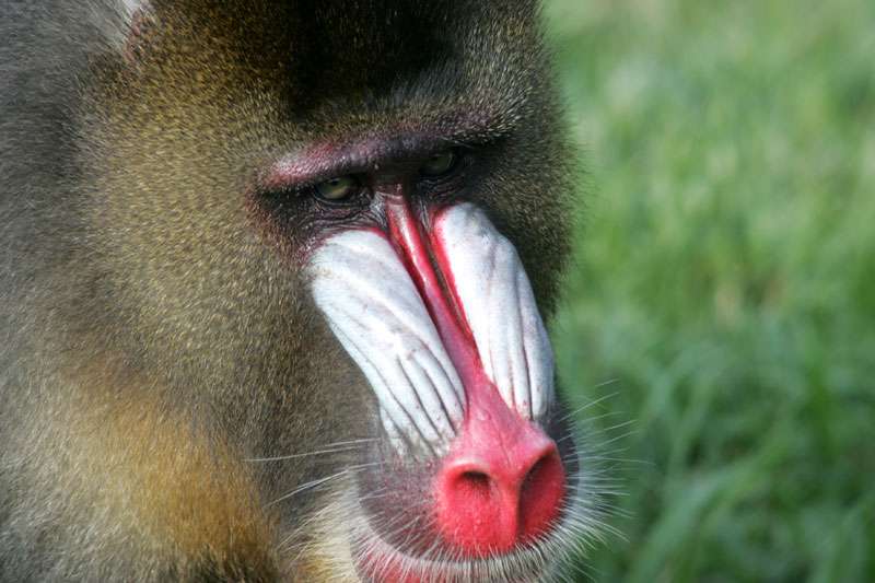 Mandrill Mandrill
