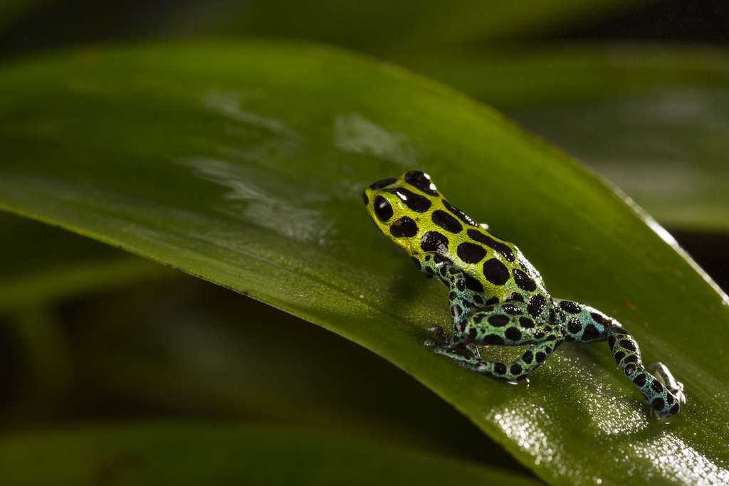 Ranitomeya variabilis, un amphibien d'Amazonie Ranitomeya variabilis, un amphibien d'Amazonie