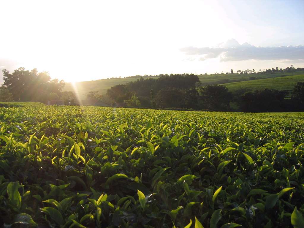 Coucher de soleil dans une plantation de thé Coucher de soleil dans une plantation de thé