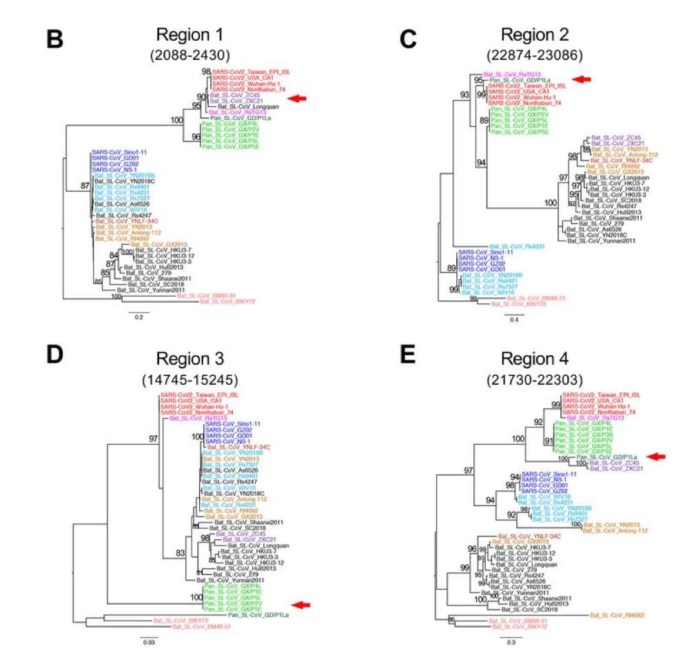 Les liens phylogénétiques de chaque région génomique du SARS-CoV-2 avec les génomes de plusieurs coronavirus isolés des chauves-souris et des pangolins. La flèche rouge désigne le génome le plus proche de chaque région. © Xiaojin Li et al. Science Advances