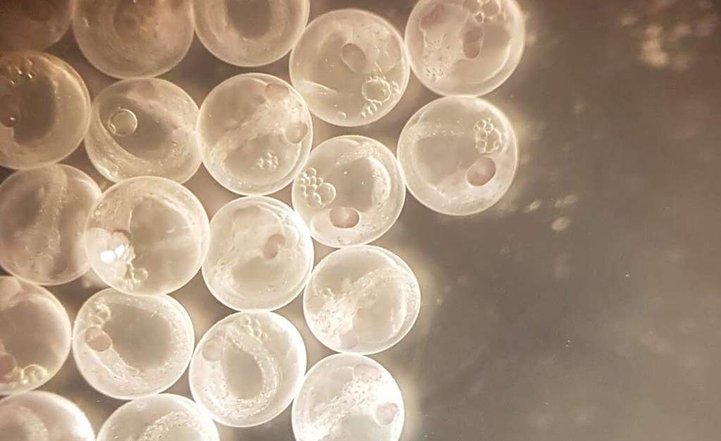 Le seul cas connu d’œufs fécondés à l’intérieur d’une épinoche date des années 1950. Et il n’avait pas été rapporté de naissances consécutives à cette fécondation. © Laura Dean, Université de Nottingham