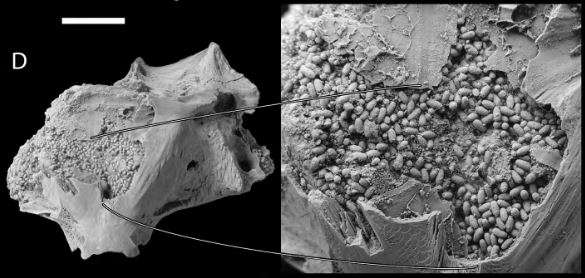 Le neurocrâne d'un poisson est rempli des déjections fossiles de charognards. Échelle = 10 mm. © Godfrey et al, 2022