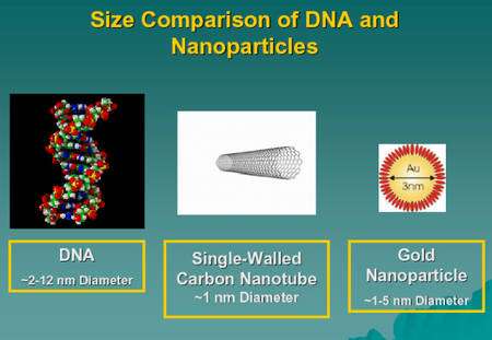 Comparaison des tailles de l'ADN, d'un nanotube de carbone à une seule paroi et d'une nanoparticule d'or . Dans les deux cas, nanotube et nanoparticule, on peut s'en servir pour détruire des cellules cancéreuses avec des ondes radio(Crédit : John Curley).