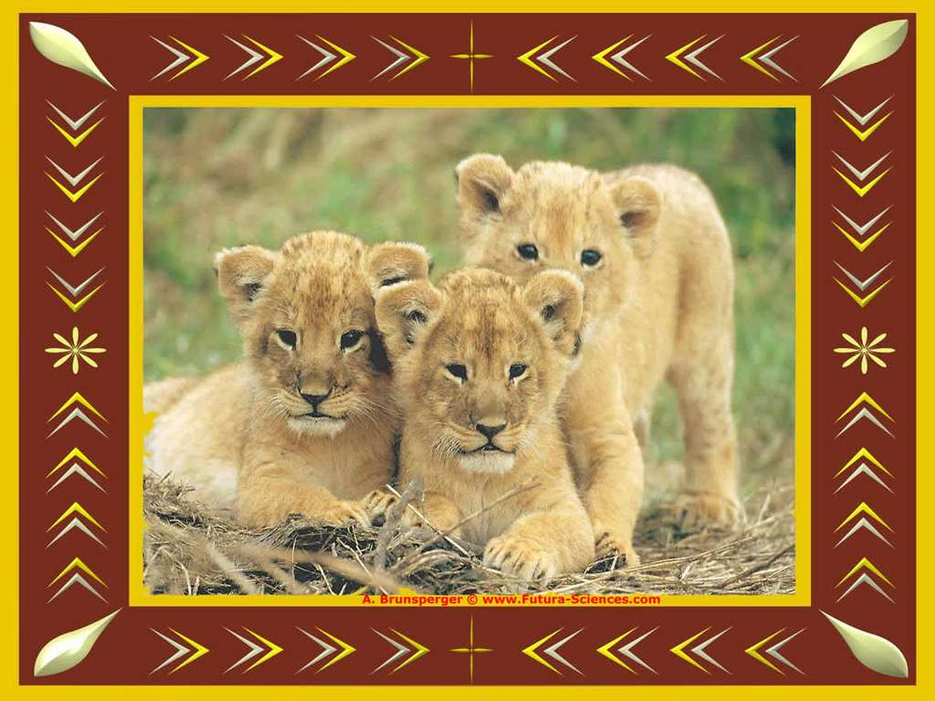 Lionceaux curieux Lionceaux curieux
