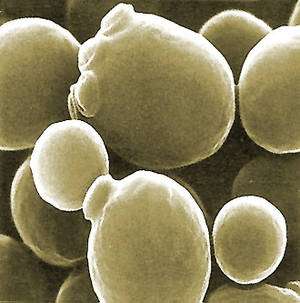 La levure Saccharomyces cerevisiae, productrice d’éthanol pour les boissons et les agrocarburants (vue au microscope électronique). © AJC1 CC by-nc-sa
