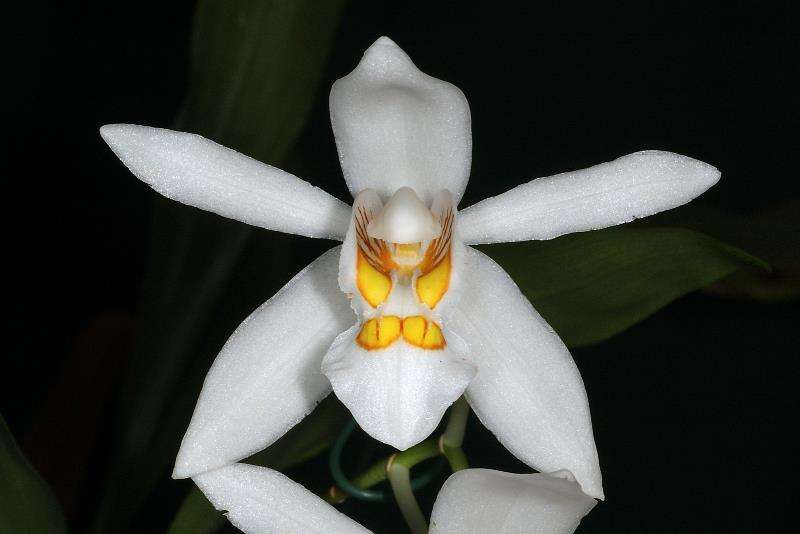 Coelogyne nitida Coelogyne nitida