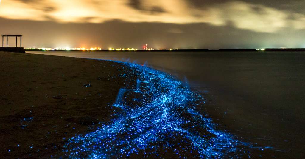 La bioluminescence aux Maldives