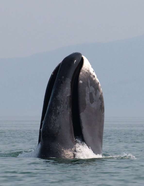 Chassées jusqu’en 1996, les baleines boréales ont une population mondiale estimée à 10.000 individus contre 3.000 dans les années 1920, point culminant de leur commercialisation. L’espèce reste considérée en danger d’extinction. © Olga Shpak, Wikimedia Commons, cc by sa 3.0