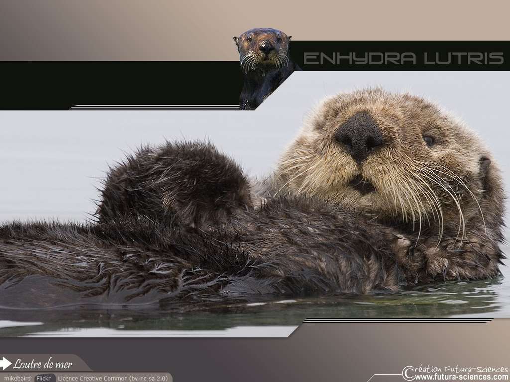 Loutre de mer Loutre de mer
