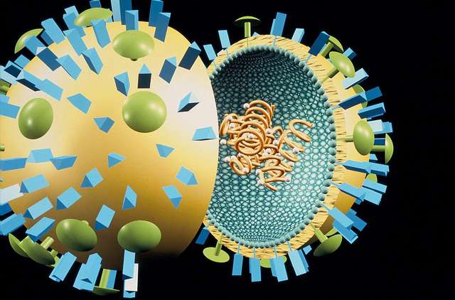 Le virus de la grippe porte en surface la neuraminidase (en vert) et l'hémagglutinine (en bleu). © Sanofi Pasteur, Flickr, CC by-nc-nd 2.0