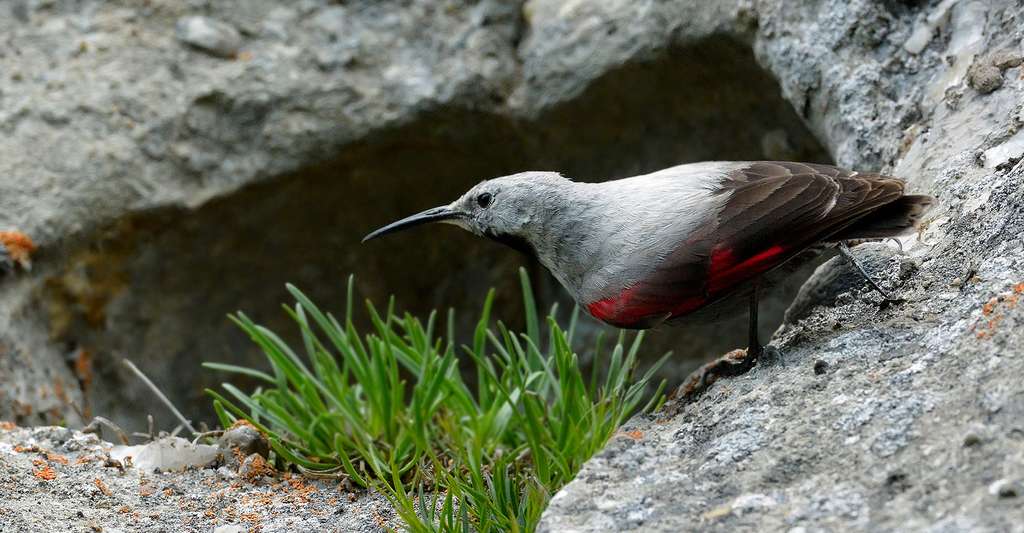 Oiseau Grimpeur Voisin Du Pic 6 Lettres