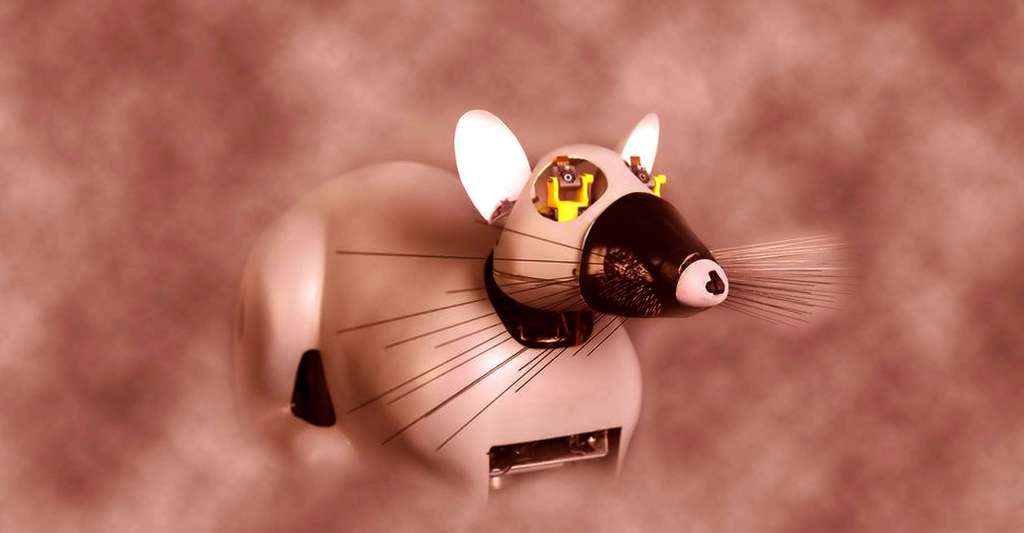 Psikharpax, le robot-rat, qui développe tout seul des capacités, par apprentissage. © CNRS Photothèque/ISIR/Rajau Benoît 