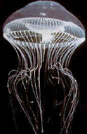 Les méduses géantes pullulent dans la mer du Japon Elles empoisonnent les saumons et la vie des pêcheurs japonais