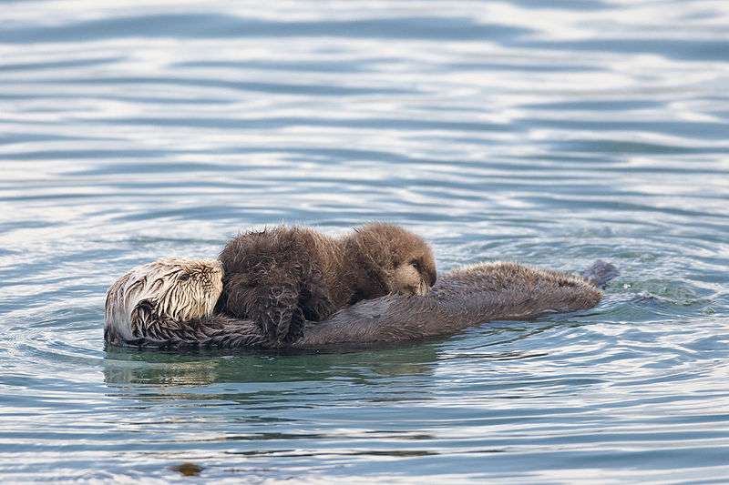 Definition Loutre De Mer Enhydra Lutris Futura Planete