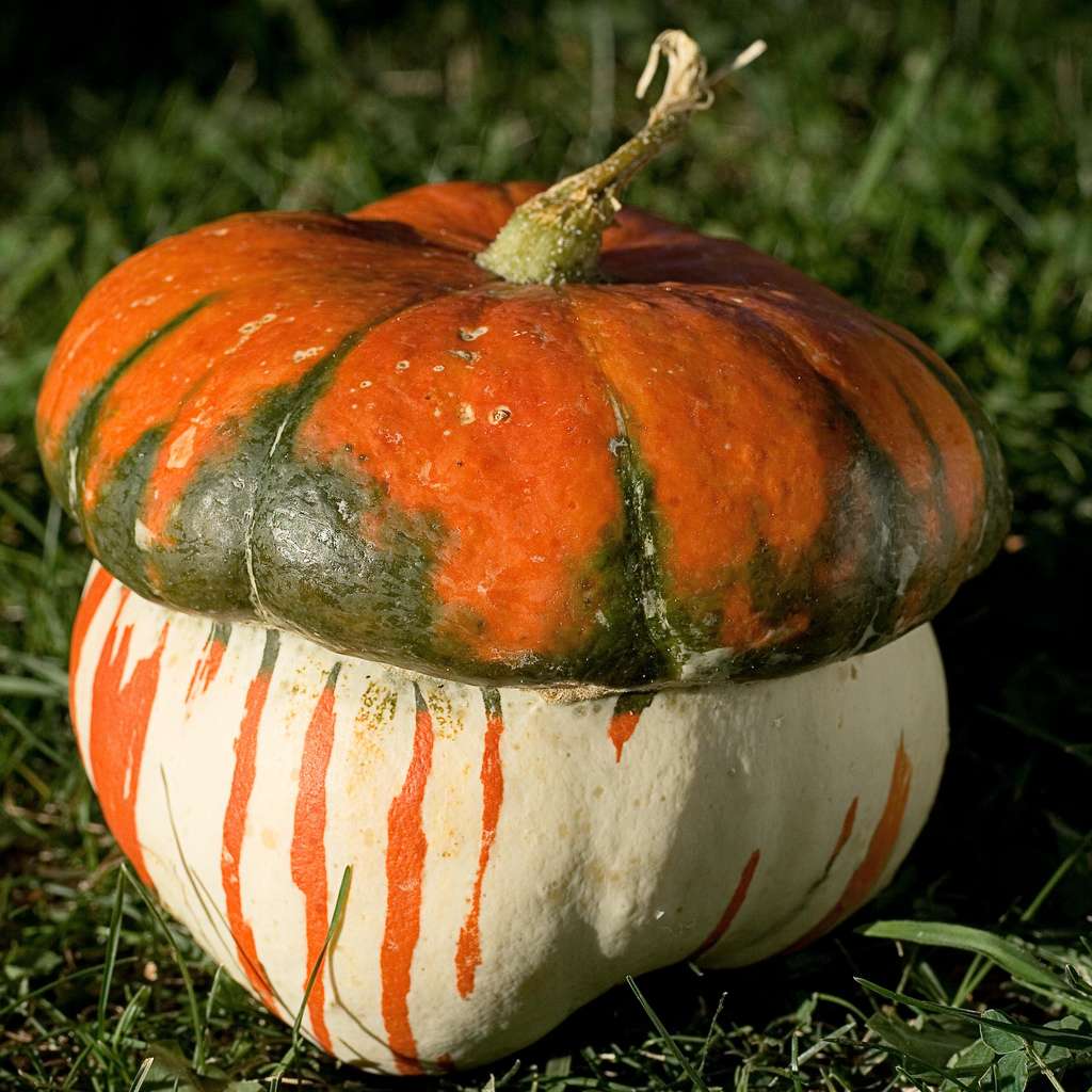 Courges et citrouilles : des décorations fraîches ou séchées Courges et citrouilles : des décorations fraîches ou séchées