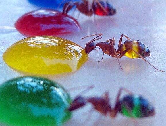 Des fourmis colorées ! Des fourmis colorées !