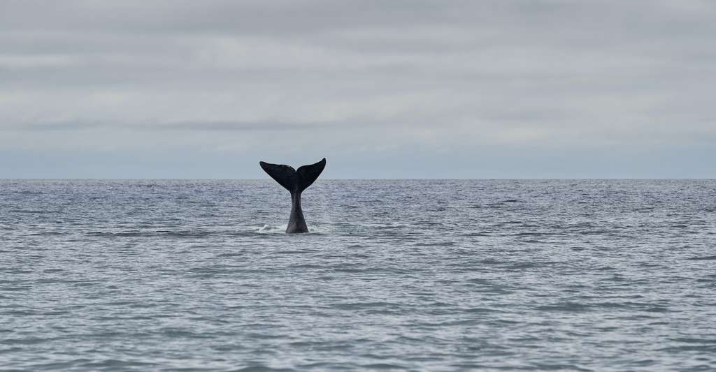 Des baleines qui se caressent et s’enlacent avant l’accouplement. Difficile de ne pas y voir le signe d’un sentiment amoureux… © Jens, Adobe Stock