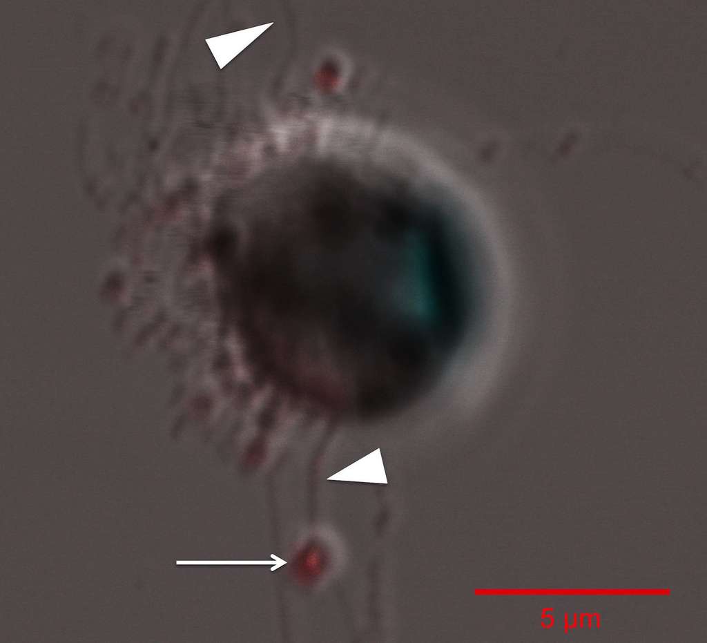 Thalassiosira pseudonana est une diatomée centrique marine. Sur cette image, en bas, la flèche blanche pointe des spermatozoïdes (en rouge) de la diatomée. Les flagelles sont quant à eux pointés d’un triangle (en haut et en bas sur l'image) ; ils permettent aux spermatozoïdes de voyager jusqu’à un œuf à fertiliser. © Oregon State University, CC by-sa 2.0