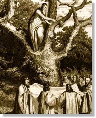 Cérémonial de la cueillette du gui sur un chêne par les druides. Le gui ne devait pas tomber à terre sous peine de perdre ses vertus. © Roger Viollet
