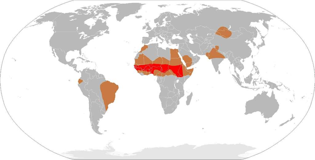 Cette carte signale en rouge vif la ceinture africaine dans laquelle les épidémies de méningite sont fréquentes et mortelles. Les pays signalés en marron clair doivent faire face occasionnellement à des pandémies dangereuses. © Leevanjackson, Wikipédia, DP