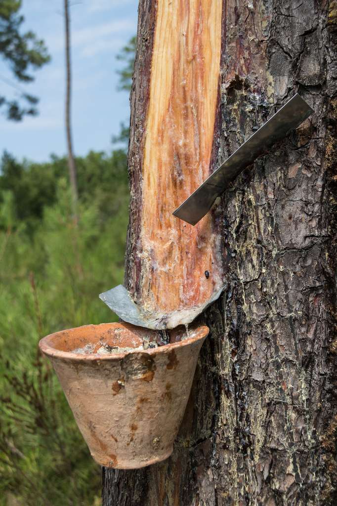 Le terme gemme désigne aussi le suc de résine qui coule du tronc des pins maritimes lorsque l’on incise leur écorce. © Xavier, Fotolia