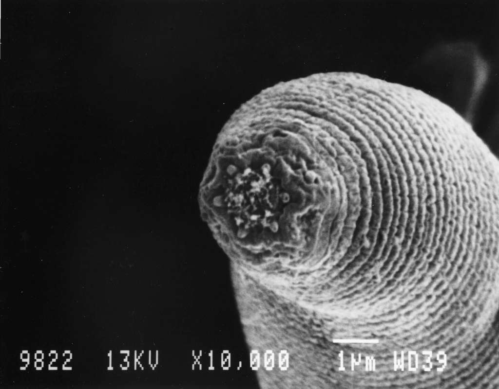 Le démon des profondeurs Halicephalobus mephisto vu au microscope électronique à balayage. Ce ver mesure 0,5 mm de long. © A. G. Borgonie