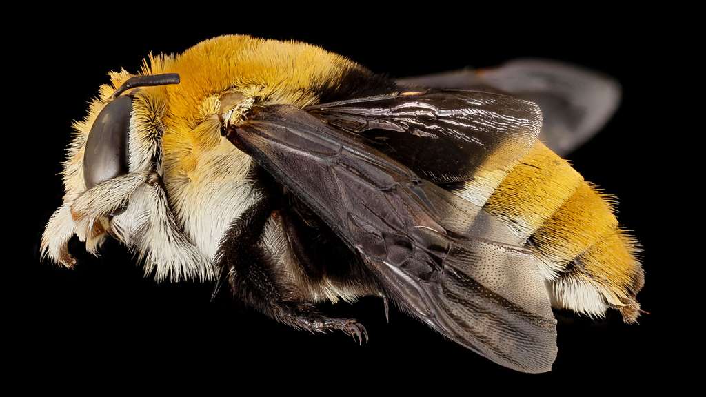 Les abeilles du genre Amegilla Les abeilles du genre Amegilla