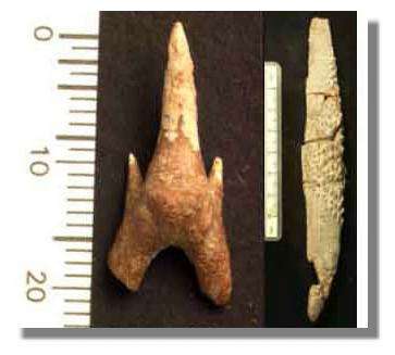 Dent fossile de Protolamna du Crétacé inférieur de Tunisie, à gauche, et épine dorsale d'un requin hybodonte du Crétacé inférieur de Thaïlande, à droite. © Photo G. Cuny
