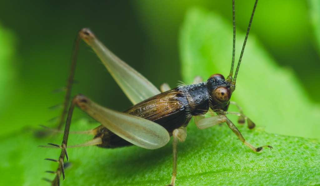 Ici, on distingue bien les longues antennes et les deux cerques du grillon. Attention à la confusion : en anglais, grillon se dit« cricket ». © thithawat, Pixabay, DP