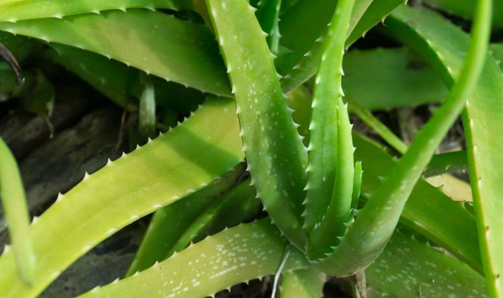 L'aloe vera est une plante connue pour ses bienfaits sur la peau. © ณัฐวุฒิ เงินสันเทียะ, Fotolia 